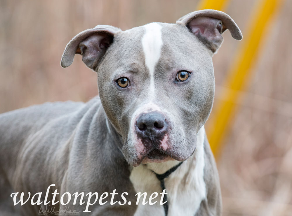 blue pitbull dog images