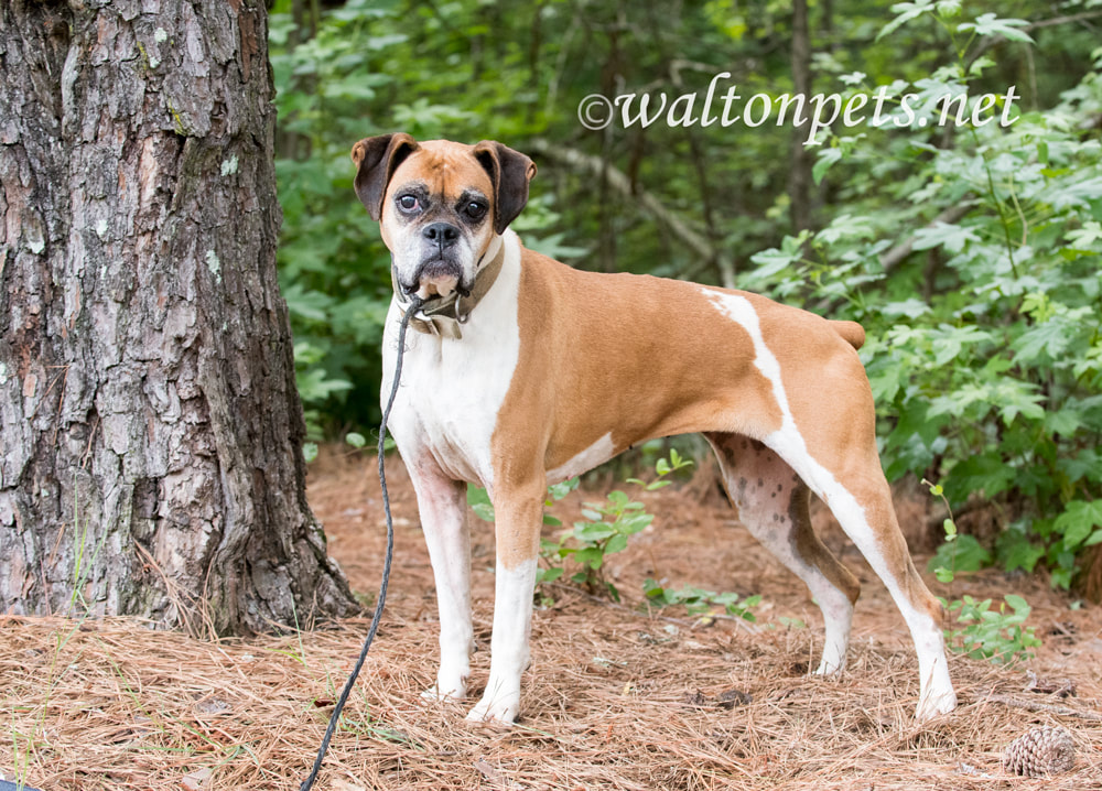 Senior female Boxer dog with docked tail outside on leash with collar Picture