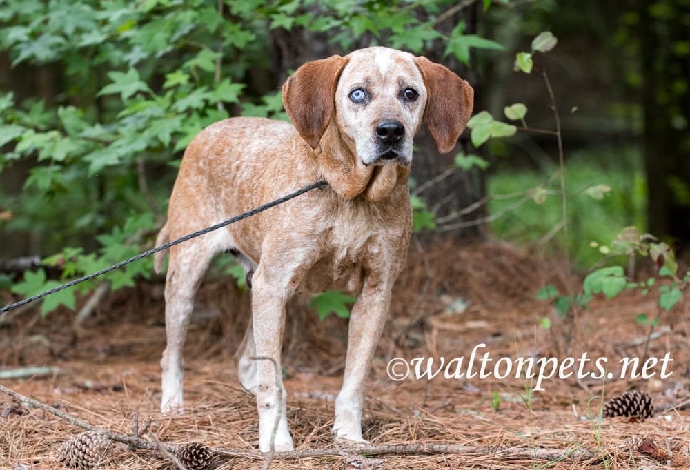 Female Redtick Coonhound with one blue eye and floppy ears outside on leash Picture