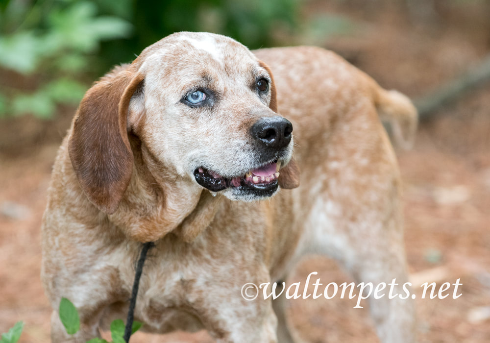 Female Redtick Coonhound with one blue eye and floppy ears outside on leash Picture