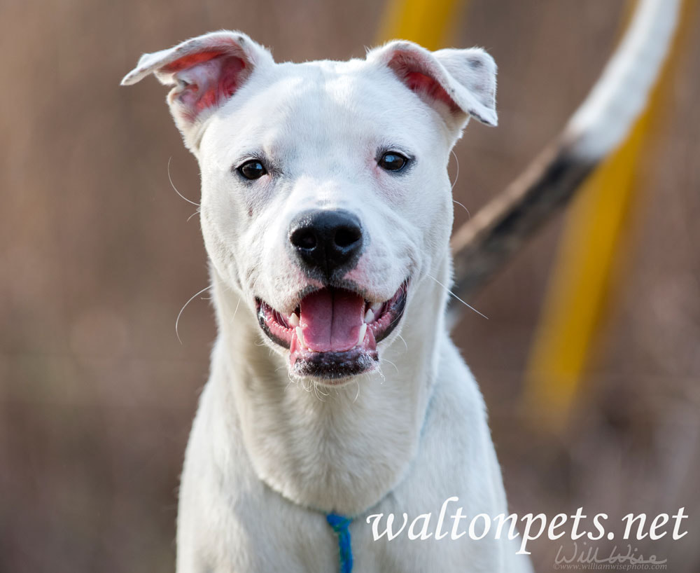 Happy white puppy dog wagging tail Picture