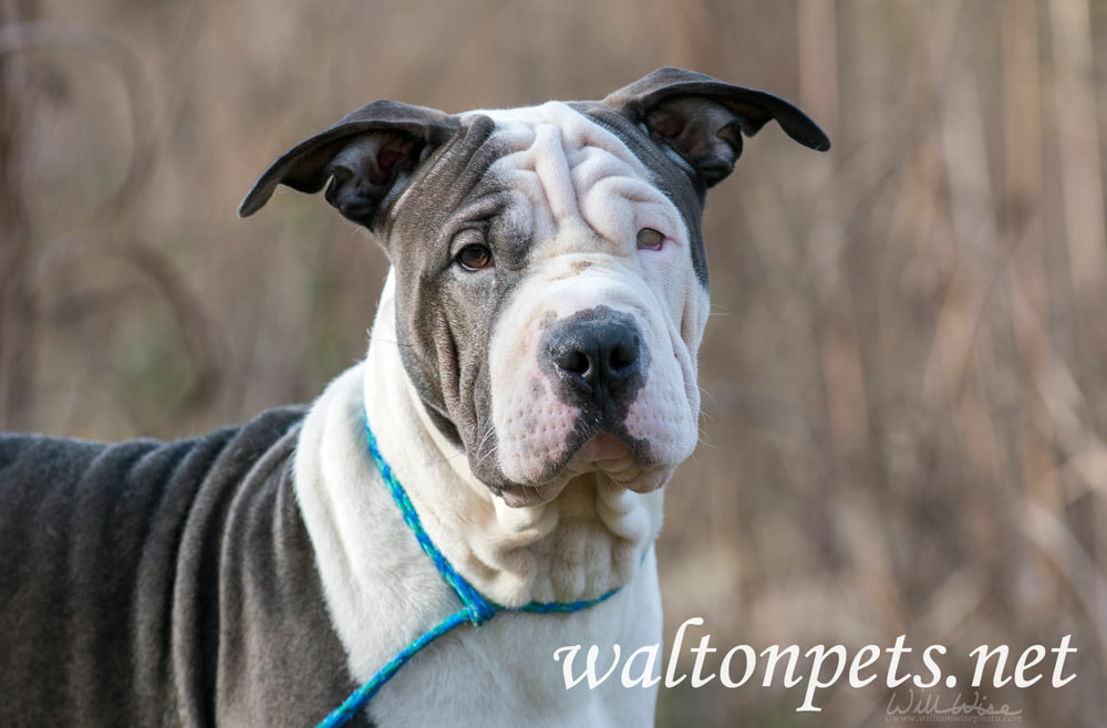Blue and white Sharpei American Bulldog mixed breed dog Picture