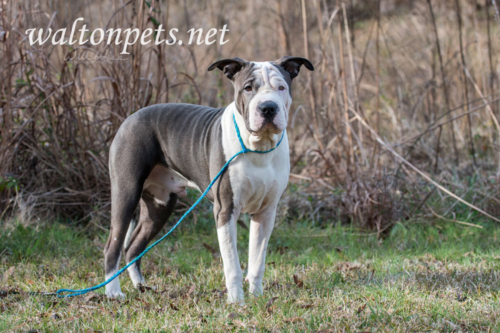 Blue and white Sharpei American Bulldog mixed breed dog Picture