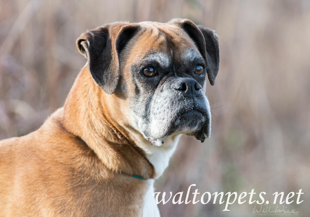 Senior Boxer dog with gray muzzle Picture