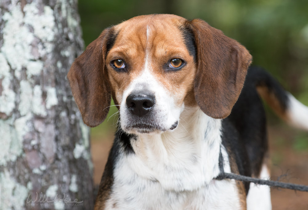 Rabbit hunting Beagle hound dog with floppy ears Picture