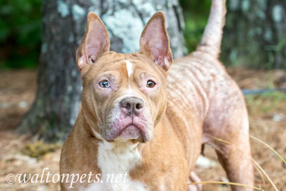 Red female pitbull dog with mange flea allergy skin condition missing hair Picture
