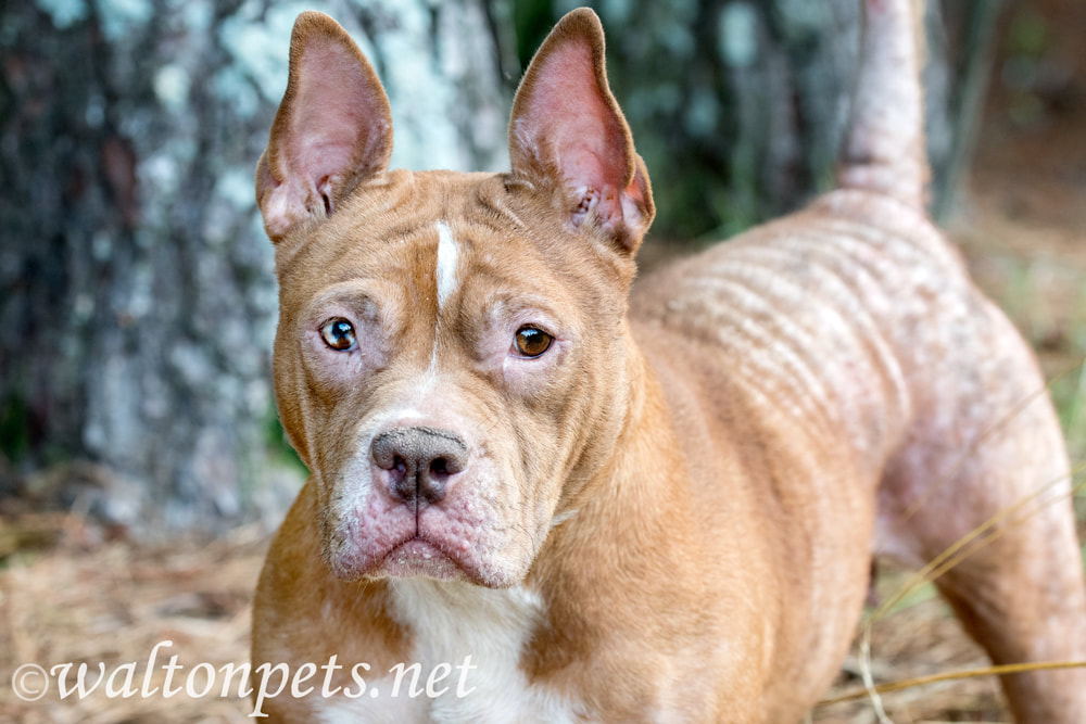 Red female pitbull dog with mange flea allergy skin condition missing hair Picture
