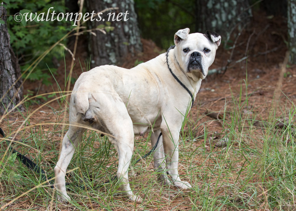 White Boxer Bulldog mixed breed dog with docked tail Picture