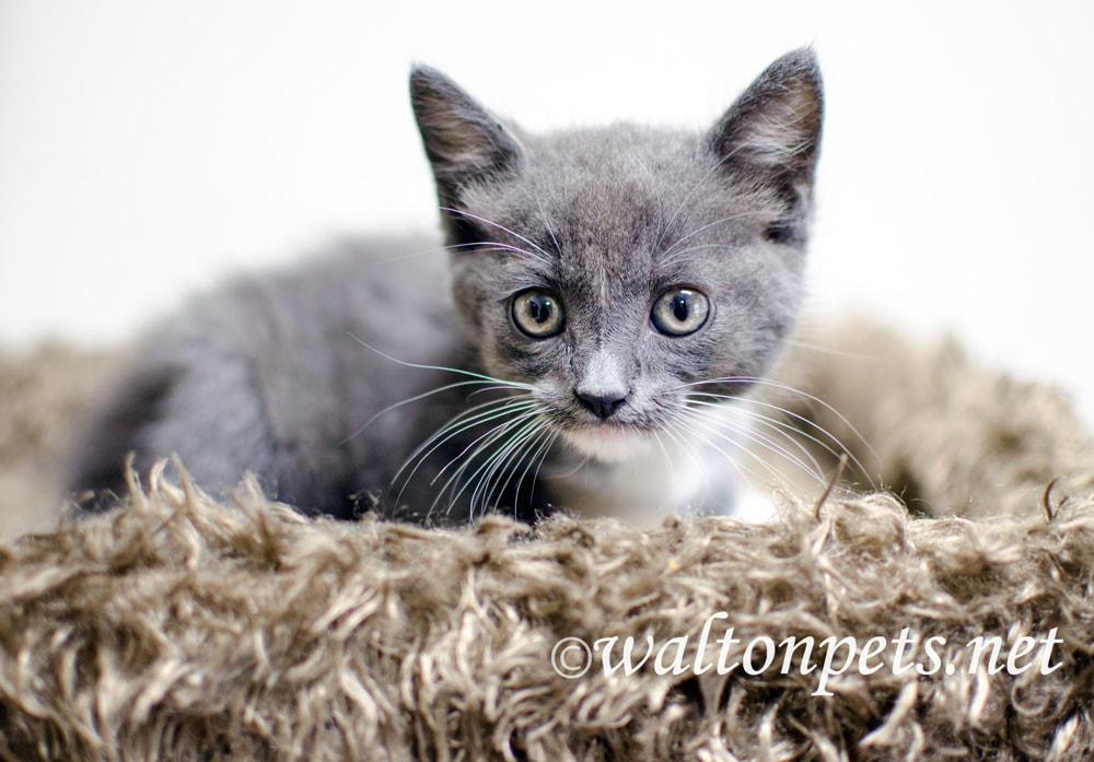 Cute gray and white kitten with long whiskers Picture