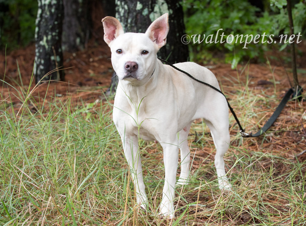 White Pitbull mix dog wagging tail Picture
