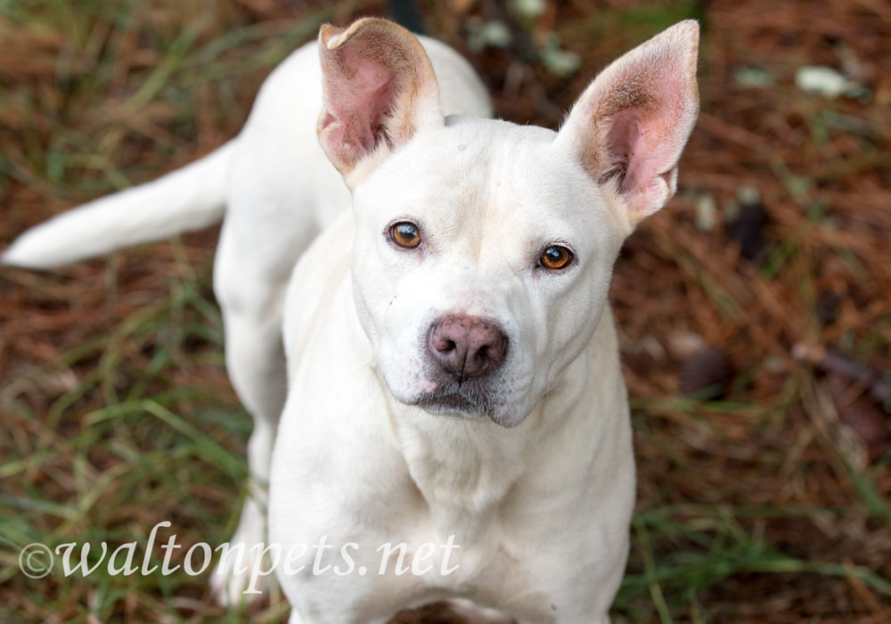 White Pitbull mix dog wagging tail Picture