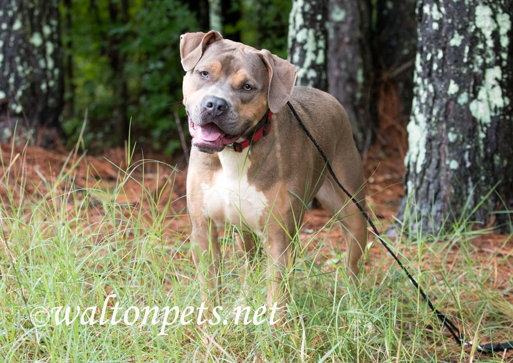 Pitbull and Mastiff mix dog outside with collar and leash Picture