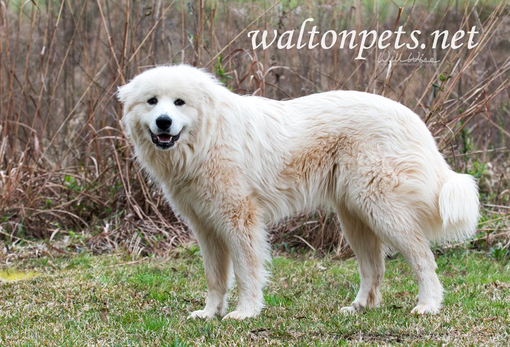 Great Pyrenees farm dog outside Picture