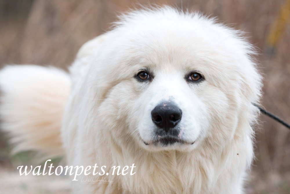 Furry white Great Pyrenees farm dog wagging tail Picture
