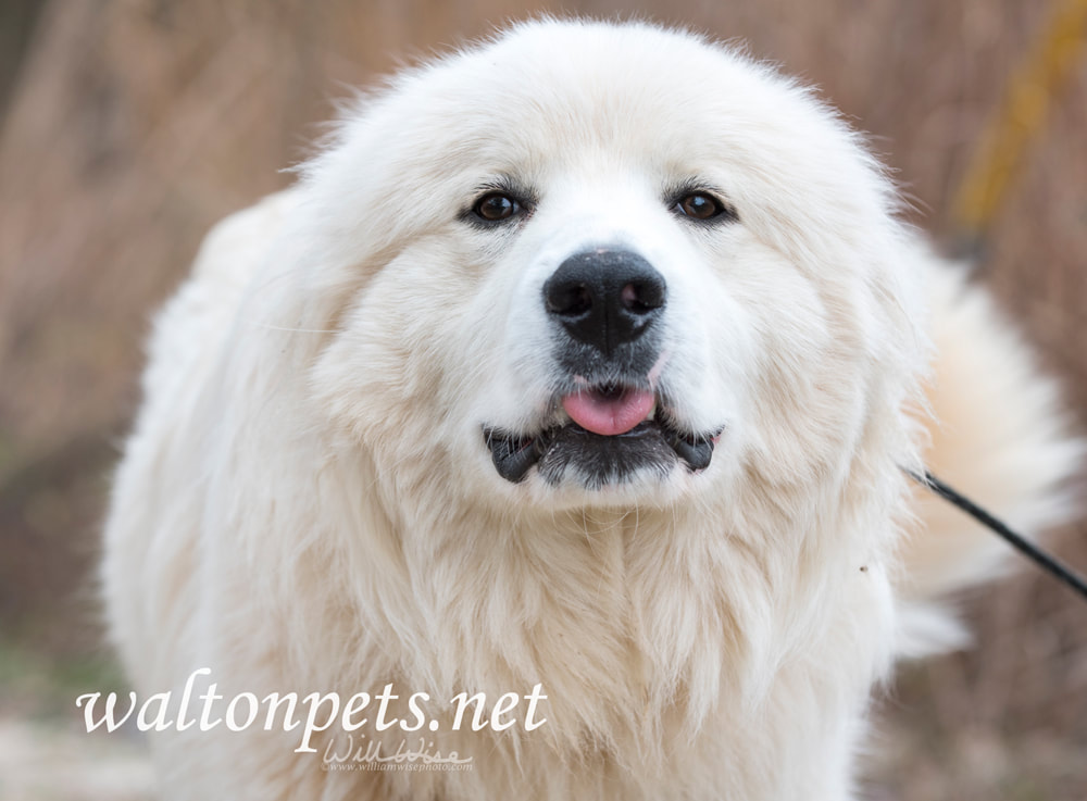 Happy white Great Pyrenees dog Picture