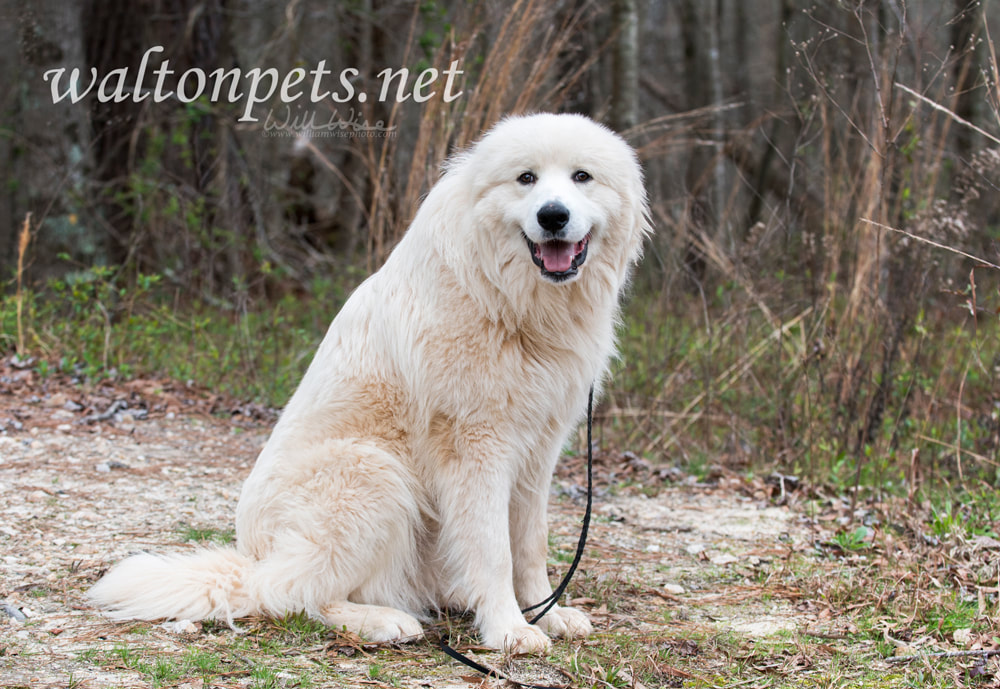 Furry white Great Pyrenees dog outside on leash Picture