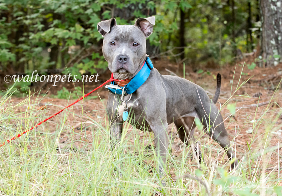 Female blue Pitbull outside on leash with wide blue collar Picture