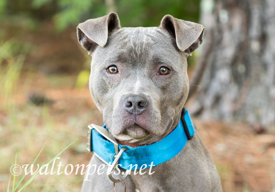 Female blue Pitbull outside on leash with wide blue collar Picture