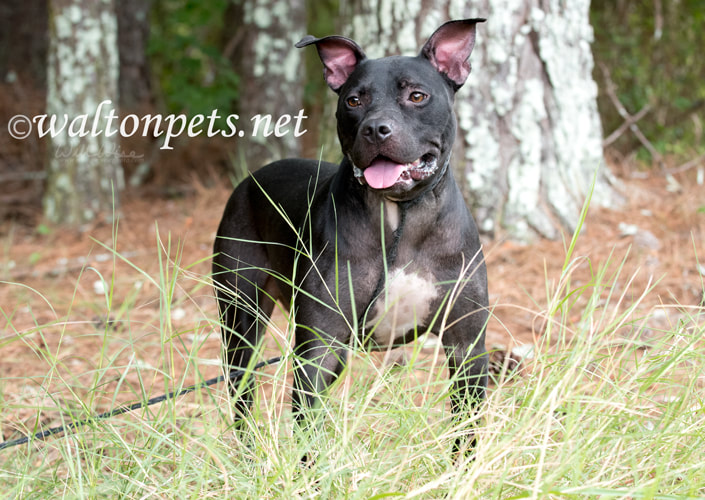 Happy black pitbull dog with pointy ears and panting tongue Picture
