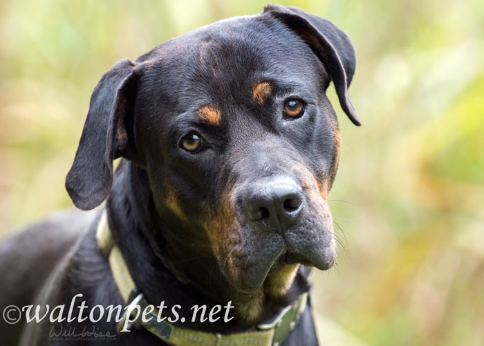 Rottweiler dog with collar making curious head tilt Picture