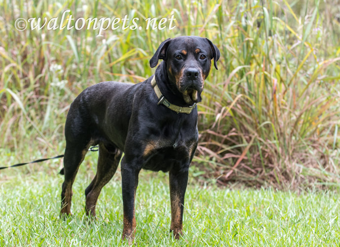 Rottweiler dog with green collar and leash standing outside Picture