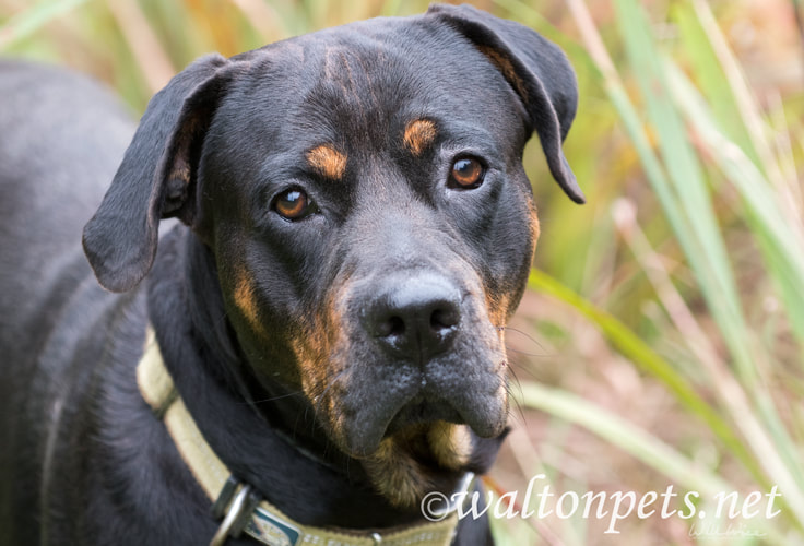 Handsome Rottweiler dog with sad brown eyes looking up at camera Picture