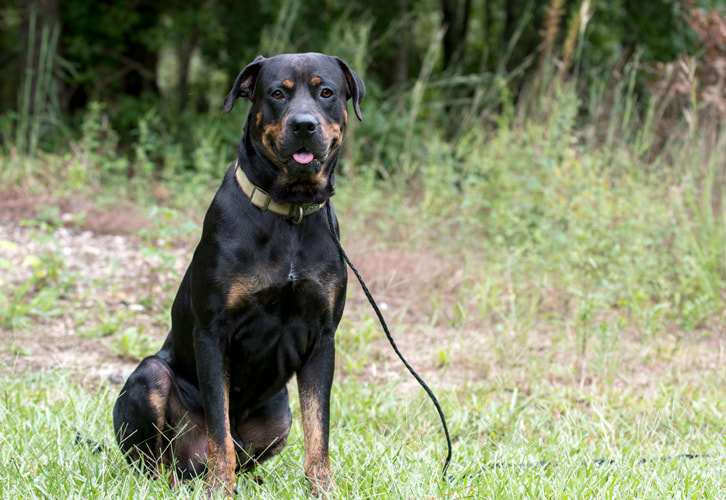 Rottweiler dog outside on leash sitting down and panting tongue Picture