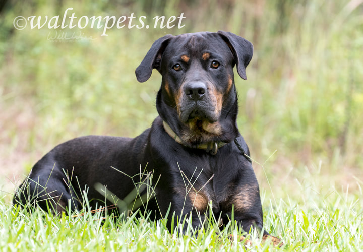 Large Rottweiler dog lying down outside in the grass Picture