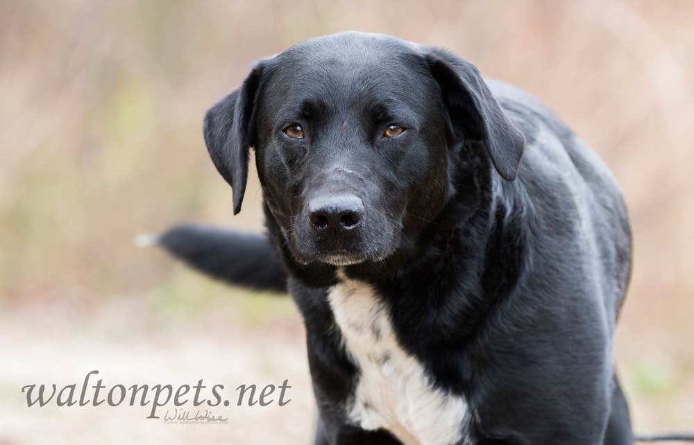 Black Lab Border Collie mix dog wagging tail Picture