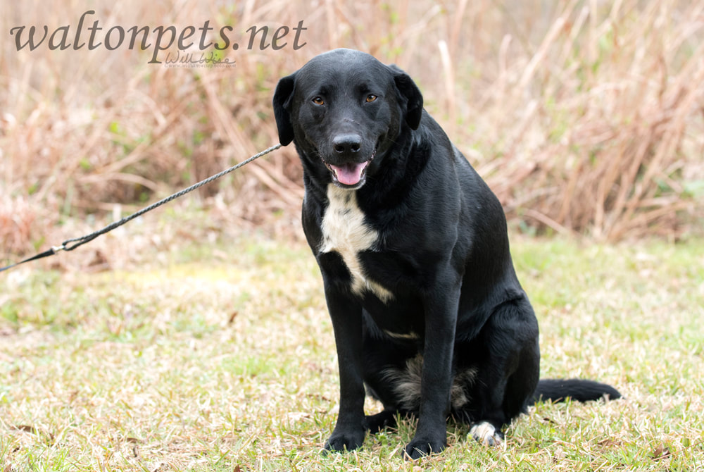 Border Collie Labrador Retriever mixed breed dog Picture