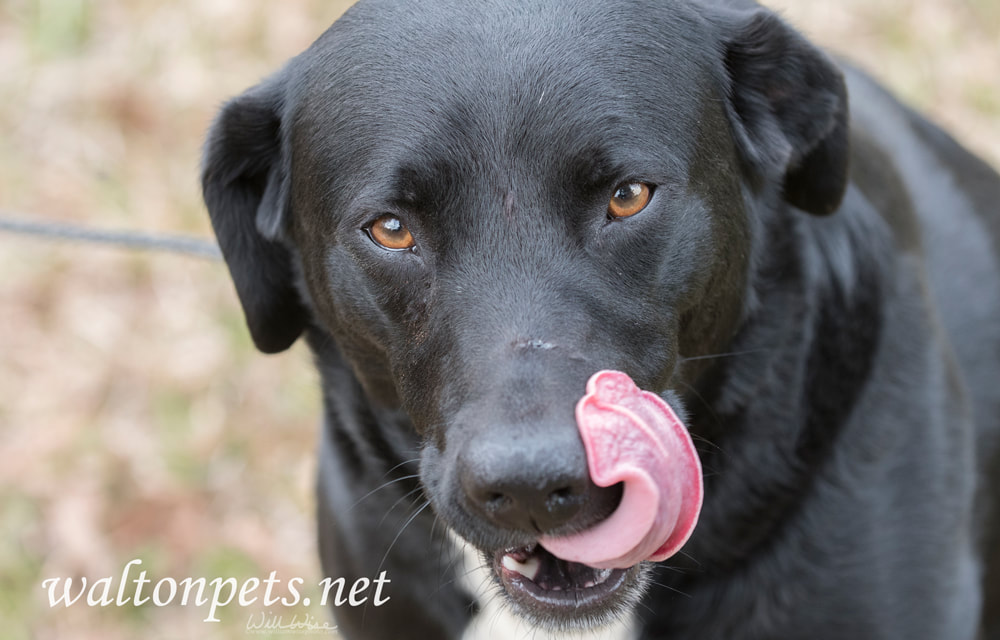 Black Lab dog licking nose and lips with tongue Picture