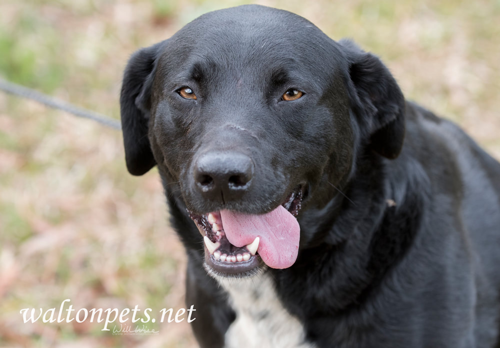 Happy panting Border Collie Lab mix dog Picture