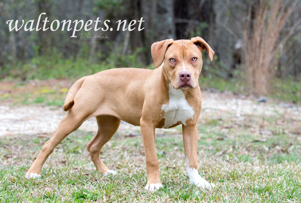 Tan Pitbull puppy dog outside on leash Picture