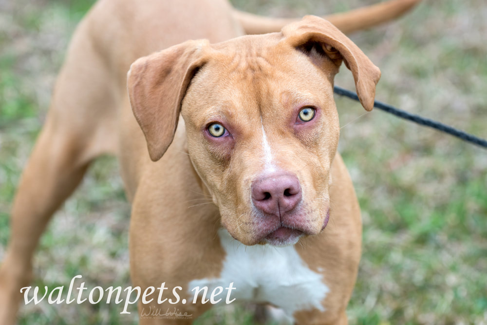 Tan Pitbull puppy dog wagging tail Picture