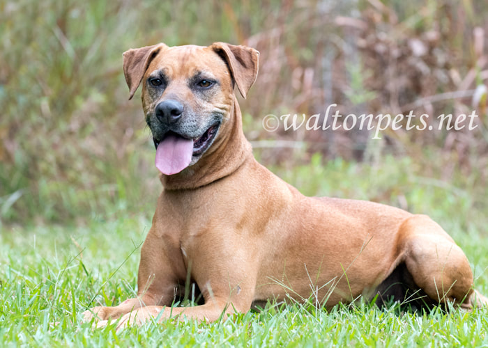 Senior Rhodesian Ridgeback Pointer Cur mix breed dog Picture