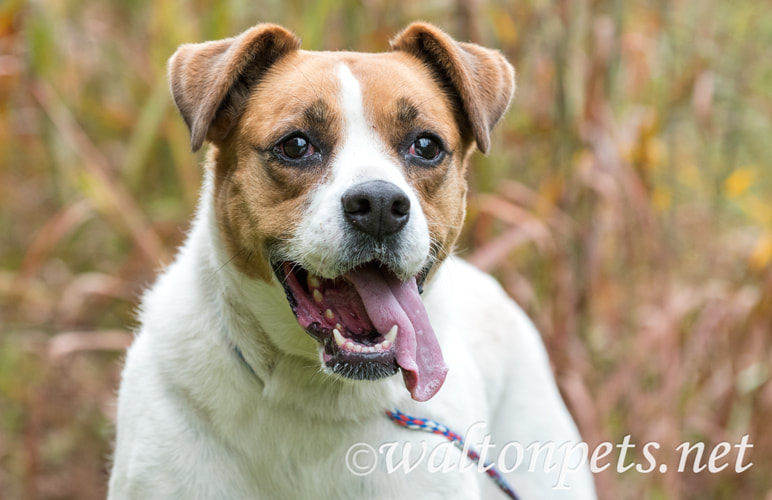 White and brown mix breed mutt dog with panting tongue Picture