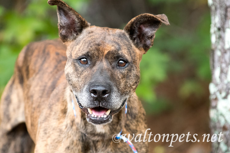 Older male brindle Dutch Shepherd Bulldog mix breed dog Picture