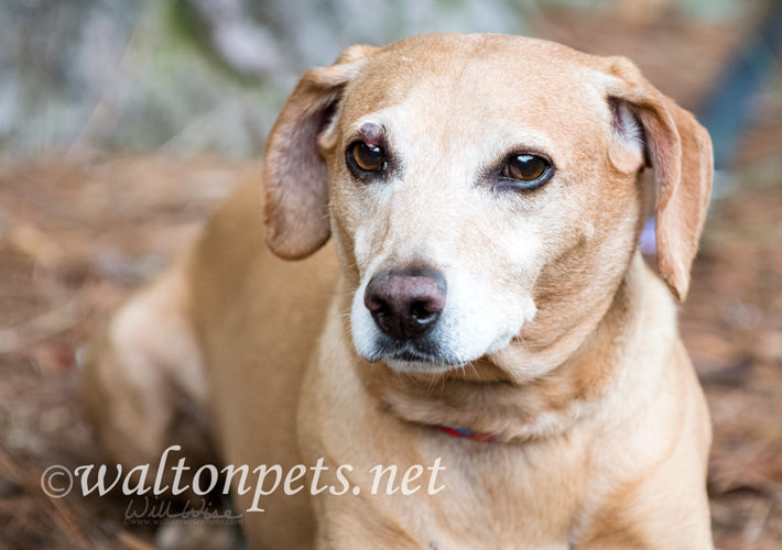 Neutered male tan Dachshund and Beagle mix breed dog Picture