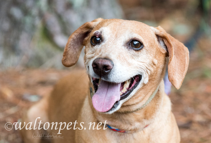 Neutered male tan Dachshund and Beagle mix breed dog Picture