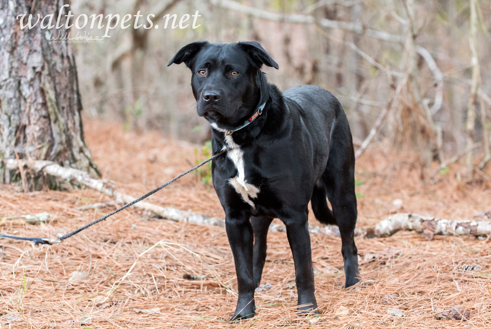 Black Lab mix dog outside on leash Picture