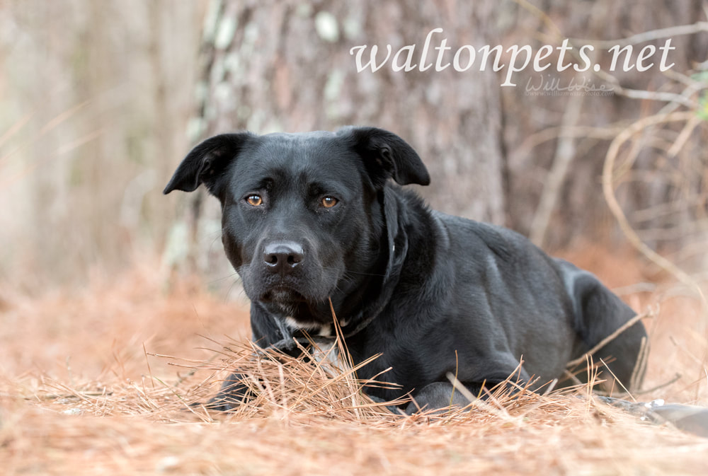 Black Lab mix dog laying down outside in pine needles Picture