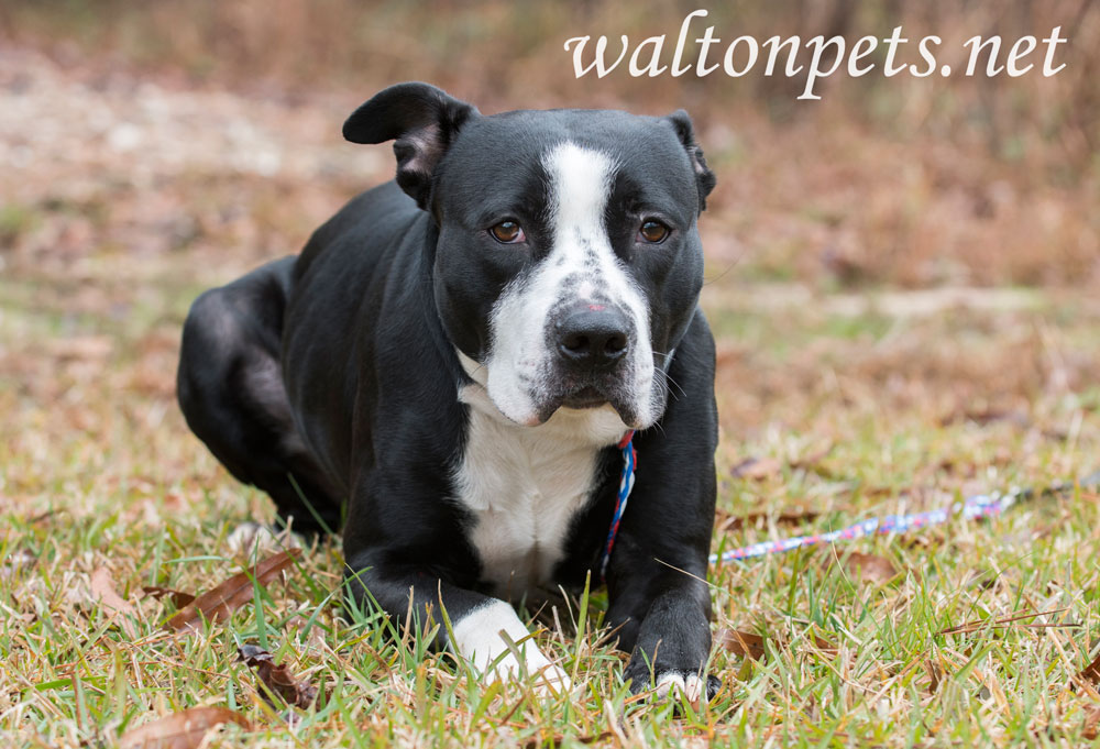 Black and White American Bulldog Pitbull Terrier mix dog Picture