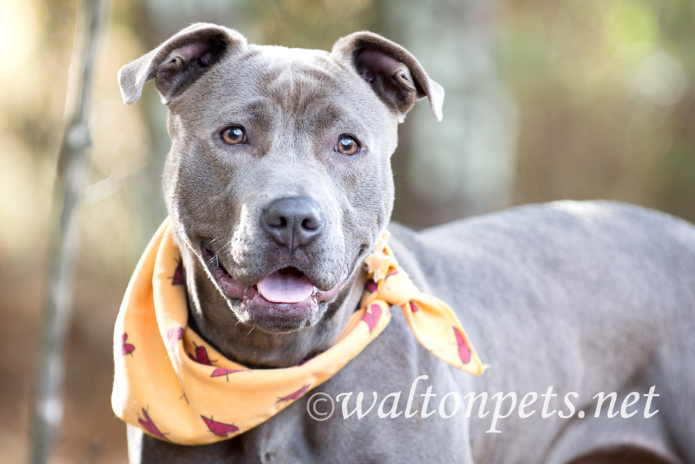 Happy blue Pit Bull Terrier bulldog with bandana collar Picture