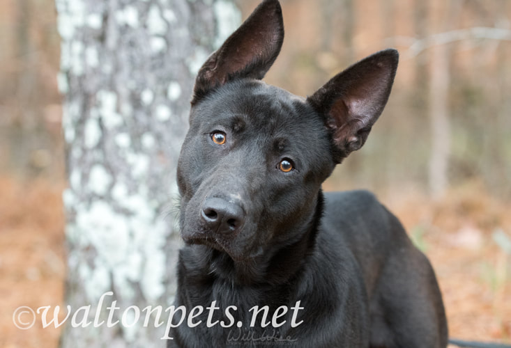 Black German Shepherd mix breed dog with big ears Picture