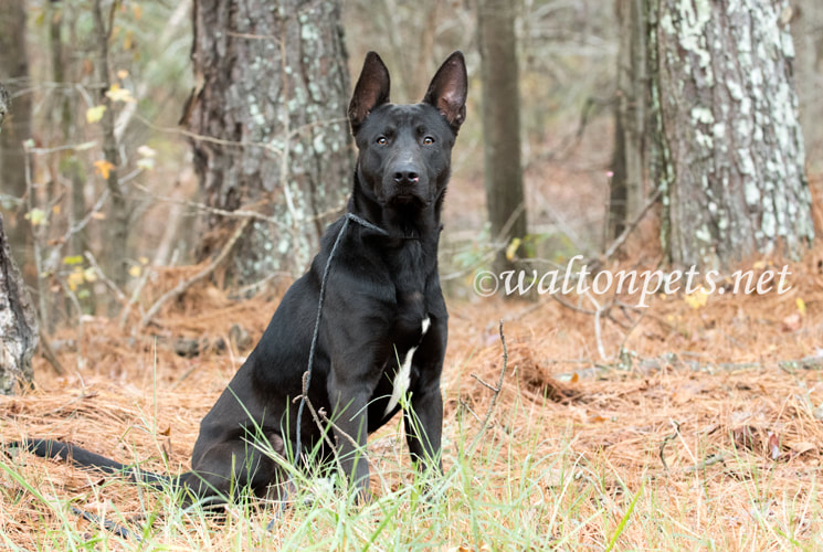 Black German Shepherd mix breed dog with big ears Picture