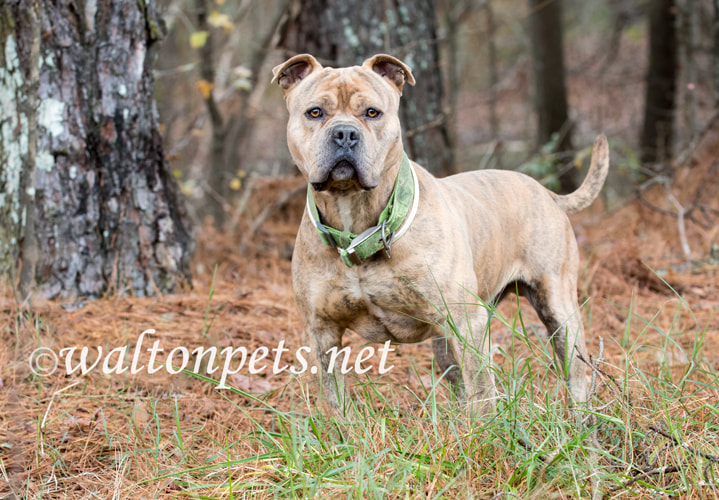 Large male Bulldog Pitbull Presa Canario Mastiff mix breed dog with collar Picture