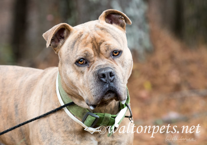 Large male Bulldog Pitbull Presa Canario Mastiff mix breed dog with collar Picture