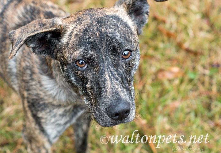 Brindle Dutch Shepherd Terrier Whippet mix dog outside on leash Sad puppy dog eyes Picture