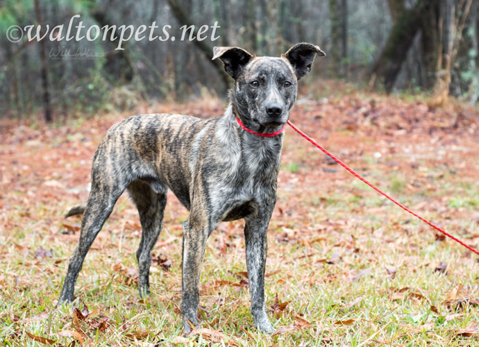 Brindle Dutch Shepherd Terrier Whippet mix dog outside on leash Picture