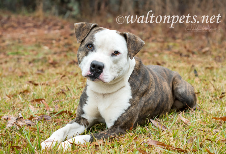 American Bulldog canine dog laying down outside Picture